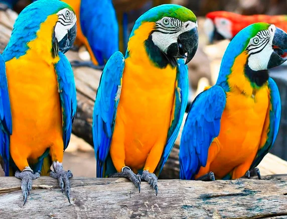 Tours-a-Iquitos
